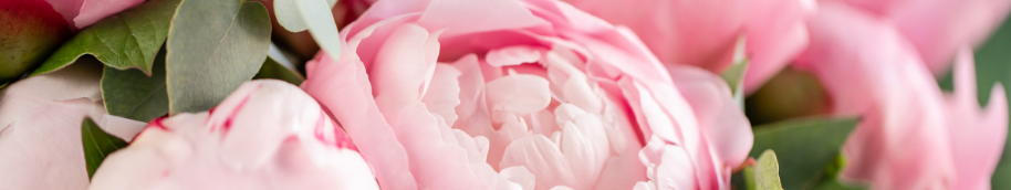 banniere-pivoine banniere-pivoine