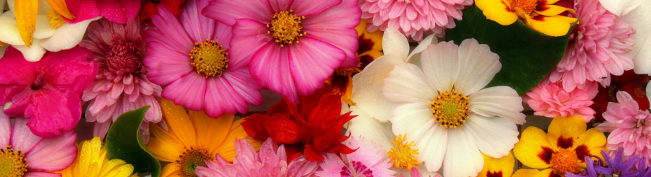 bannière vivaces bannière vivaces