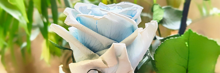 rose eternelle 2 rose eternelle 2