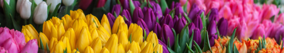 bannière tulipes bl bannière tulipes bl