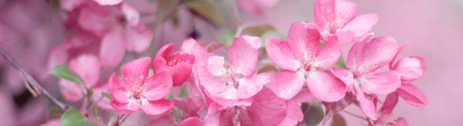 bannière fleurs roses