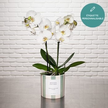 DÉCOUVREZ NOTRE ORCHIDÉE BLANCHE DÉCOUVREZ NOTRE ORCHIDÉE BLANCHE