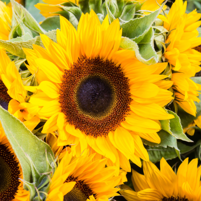 Tournesols : bouquet solaire à offrir tout l'été