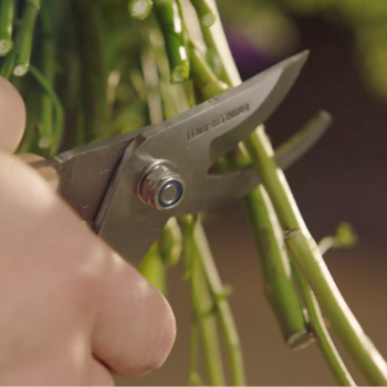 Le métier de fleuriste : art floral et émotions