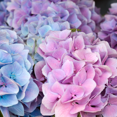 Hortensias : culture & entretien toute l’année