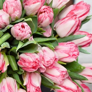 tulipes roses zoom