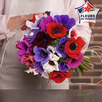 DÉCOUVREZ LES ANÉMONES DU VAR DÉCOUVREZ LES ANÉMONES DU VAR