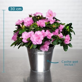 DÉCOUVREZ AZALÉE ROSE DÉCOUVREZ AZALÉE ROSE