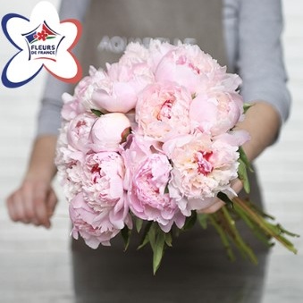 Comment entretenir ses pivoines : tous nos conseils