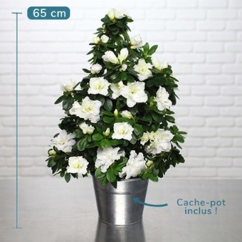 DÉCOUVREZ AZALÉE PYRAMIDE BLANC DÉCOUVREZ AZALÉE PYRAMIDE BLANC