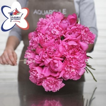 DÉCOUVREZ NOS PIVOINES MAGENTA DÉCOUVREZ NOS PIVOINES MAGENTA