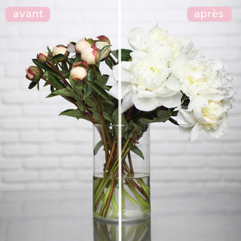 pivoine-entretien pivoine-entretien