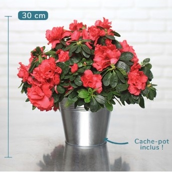 DÉCOUVREZ AZALÉE BUISSON ROUGE DÉCOUVREZ AZALÉE BUISSON ROUGE