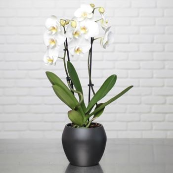 Orchidee-phalae-blanc-ceram-noire