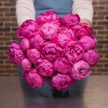 pivoines 350x350 pivoines 350x350