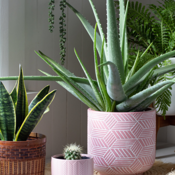 Quelle plante offrir pour quelle occasion ? 