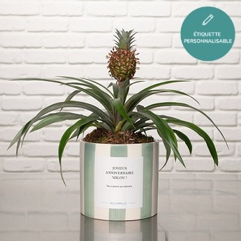 DÉCOUVREZ NOTRE ANANAS ROSITA DÉCOUVREZ NOTRE ANANAS ROSITA