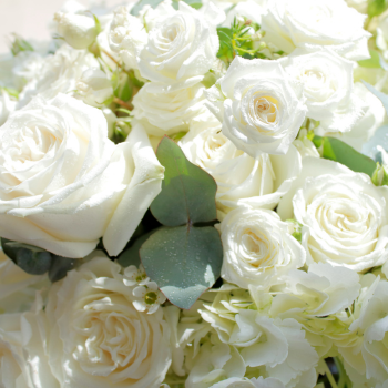 roses blanches en gros plan roses blanches